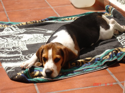 Tomando el sol de chiquitin